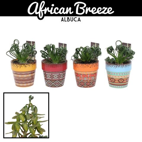 Albuca spiralis 'Frizzle Sizzle'