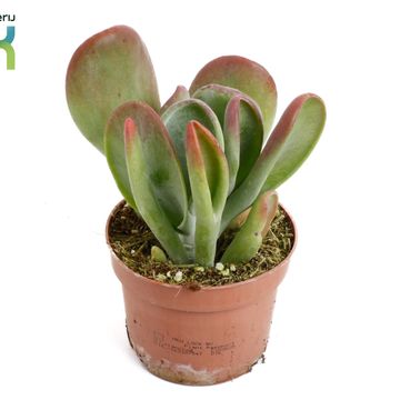 Kalanchoe thyrsiflora 'Oricula'