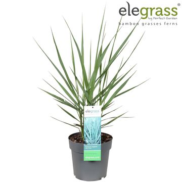 Panicum virgatum 'Blue Tower'
