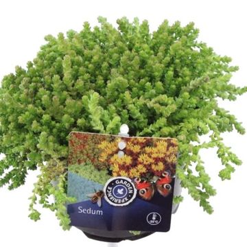 Sedum acre