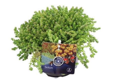 Sedum acre