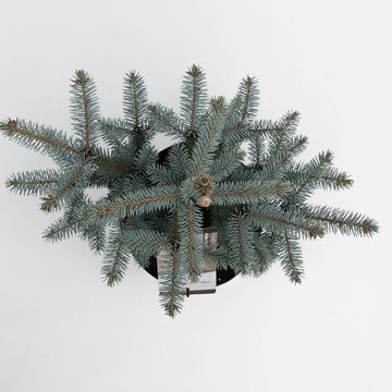 Picea pungens 'Erich Frahm'