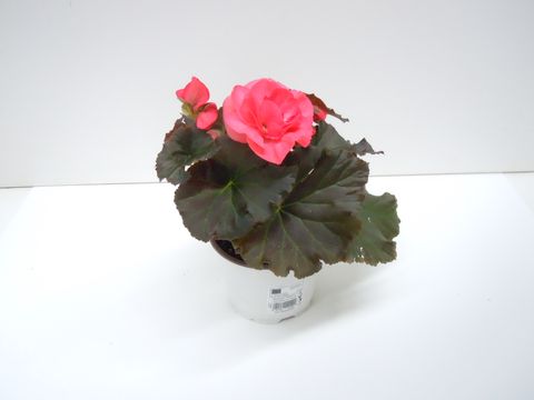 Begonia SOLENIA DARK PINK