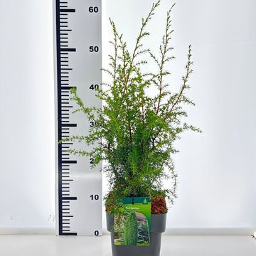 Juniperus communis 'Hibernica'