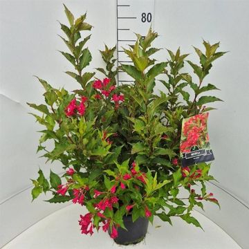 Weigela 'Red Prince'