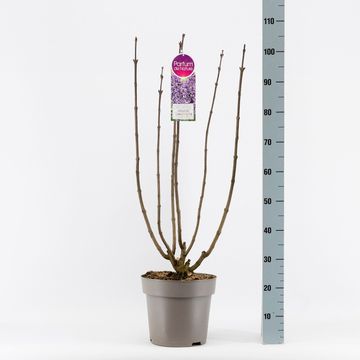 Syringa vulgaris 'Sensation'