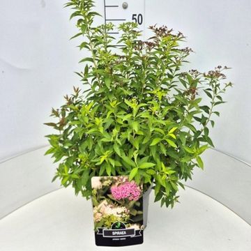 Spiraea japonica 'Genpei'