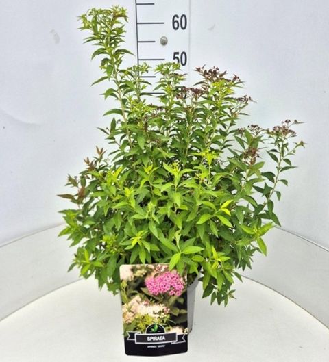 Spiraea japonica 'Genpei'