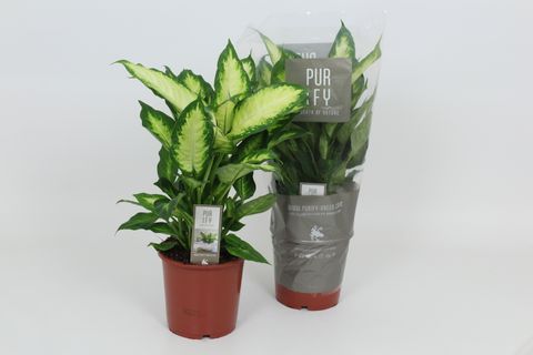 Dieffenbachia 'Camilla'