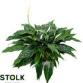 Spathiphyllum 'Queeny'