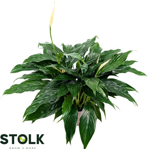 Spathiphyllum 'Queeny'