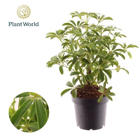 Schefflera arboricola 'Luseana'