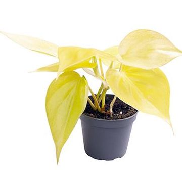 Philodendron scandens 'Neon'