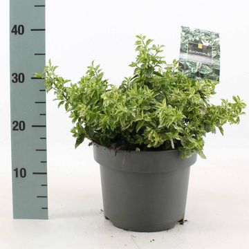 Euonymus fortunei 'Harlequin'