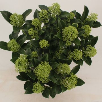 Skimmia japonica WHITE GLOBE