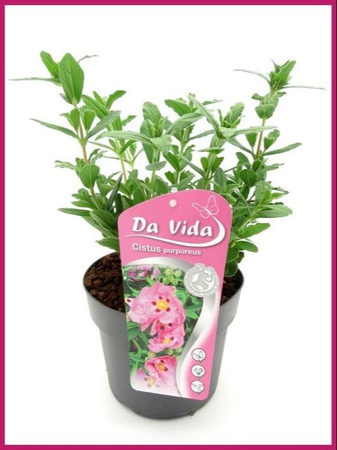 Cistus x purpureus