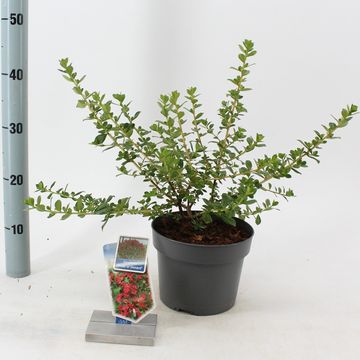 Escallonia 'Pride of Donard'