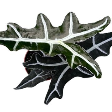 Alocasia sanderiana 'Nobilis'