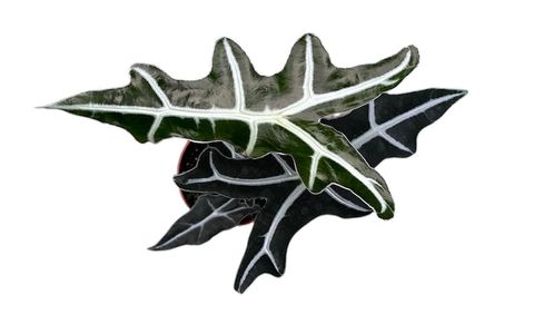 Alocasia sanderiana 'Nobilis'