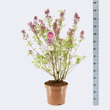 Syringa x chinensis 'Lilac Sunday'