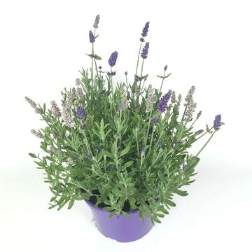 Lavandula MIX IN POT