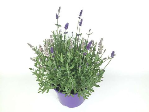 Lavandula MIX IN POT
