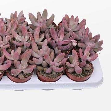 Pachyphytum 'Guangzhou'