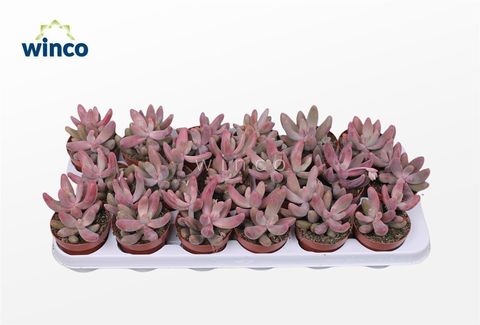 Pachyphytum 'Guangzhou'