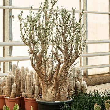 Sesamothamnus lugardii