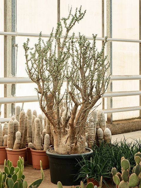 Sesamothamnus lugardii