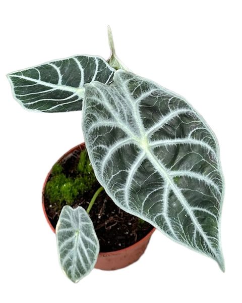 Alocasia 'Watsoniana Lightning'