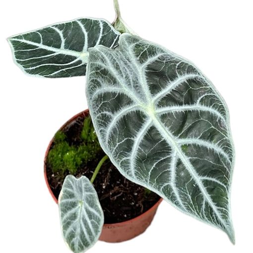 Alocasia 'Watsoniana Lightning'