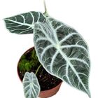 Alocasia 'Watsoniana Lightning'