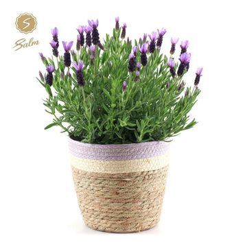 Lavandula stoechas 'Anouk'
