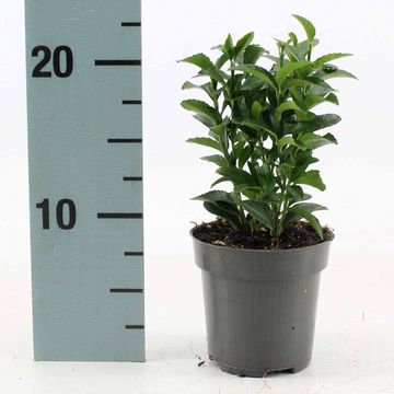 Euonymus japonicus 'Green Spire'