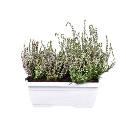 Calluna vulgaris MIX IN POT