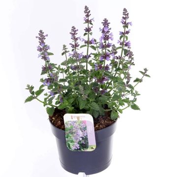 Nepeta 'Serene Blue Tower'