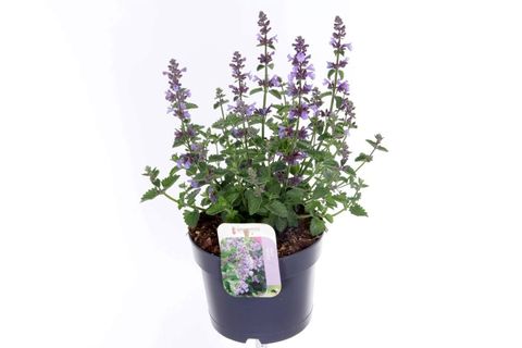 Nepeta 'Serene Blue Tower'