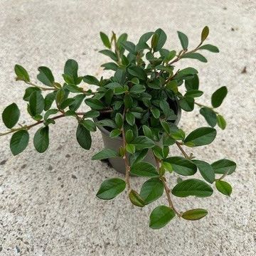 Cotoneaster radicans