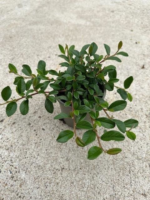 Cotoneaster radicans