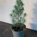 Pinus pinea