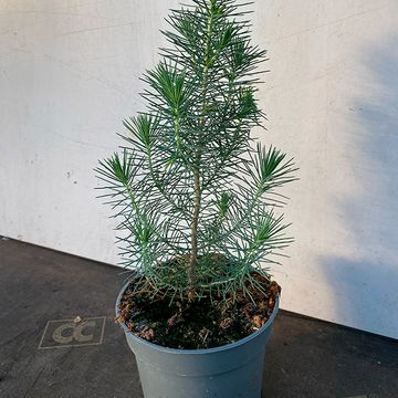 Pinus pinea
