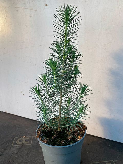 Pinus pinea
