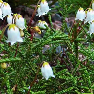 Cassiope lycopodioides