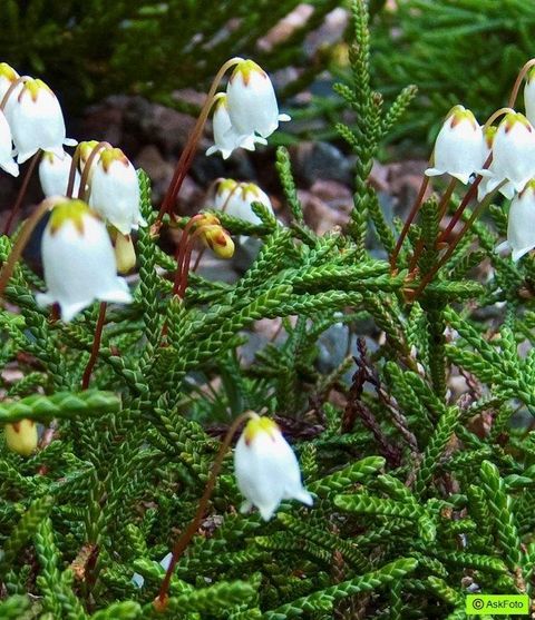 Cassiope lycopodioides