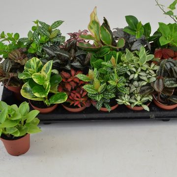 Kamerplanten MIX