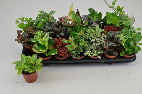 Houseplants MIX