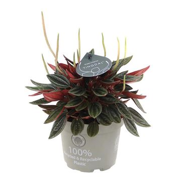 Peperomia caperata 'Rosso'