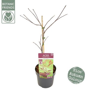 Acer palmatum 'Inaba-shidare'