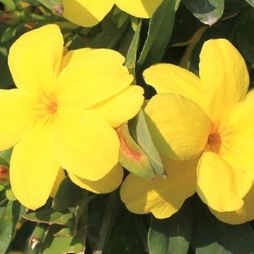 Gelsemium sempervirens